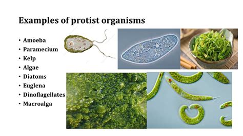 Protista Kingdom Examples Of Organisms