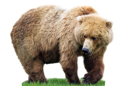 Kodiak Brown Bear Png Background Png Play