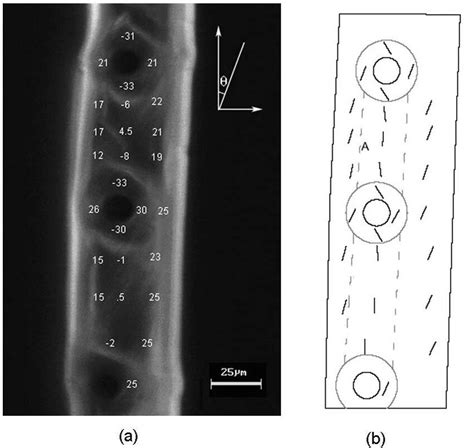 Variation Of MFA In The Radial Wall Of An Earlywood Fiber A Measured