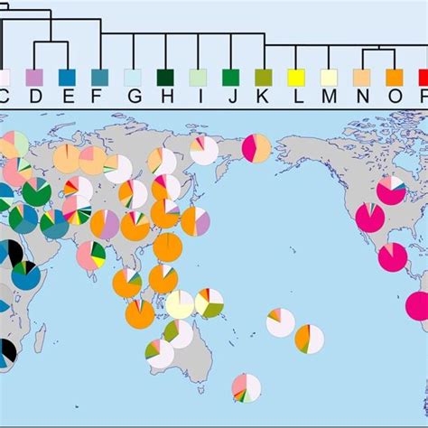 Abb Geografische Verteilung Der Wesentlichen Y Chromosomalen