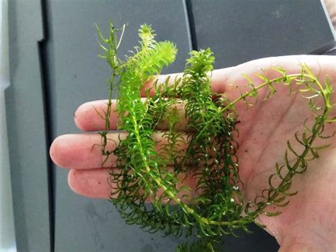 Cuidados De Elodea Najas Una Planta Sencilla Fanmascotas