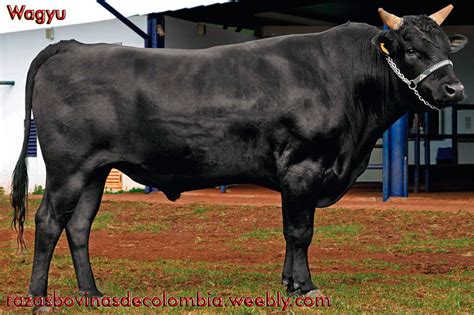 Wagyu 1 El Wagyu Es Una Raza Bovina Originaria De Japón Flickr