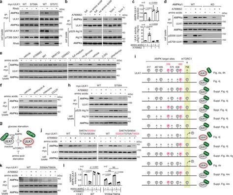 Ampk Stabilizes Its Binding With Ulk By Phosphorylating Ulk Ser