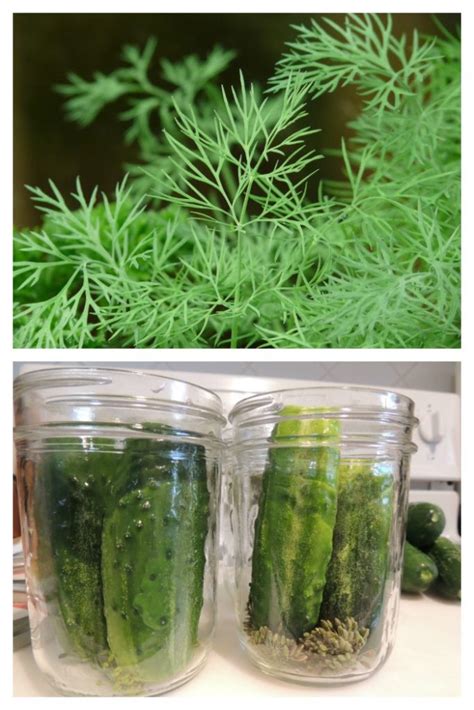 Growing Dill - Planting, Storing and Harvesting Dill Weed