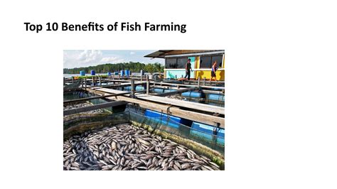 Top 10 Benefits of Fish Farming by asagri aqua - Issuu