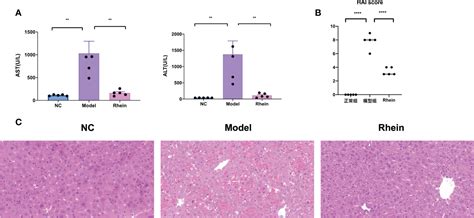 Frontiers The Effects Of Rhein On D Galn Lps Induced Acute Liver