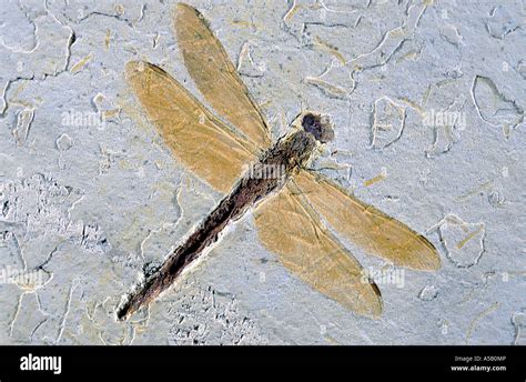 Giant Dragonfly Extinct