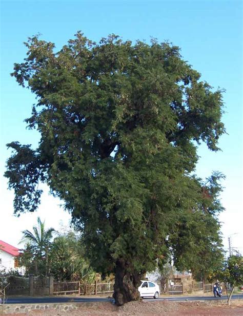 Pohon Dan Buah Asam Jawa Atau Tamarindus Indica Alamendahs Blog