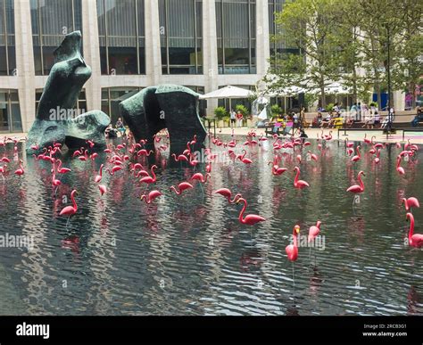 Pink Flamingos Share The Reflecting Pool With Henry Moores Reclining