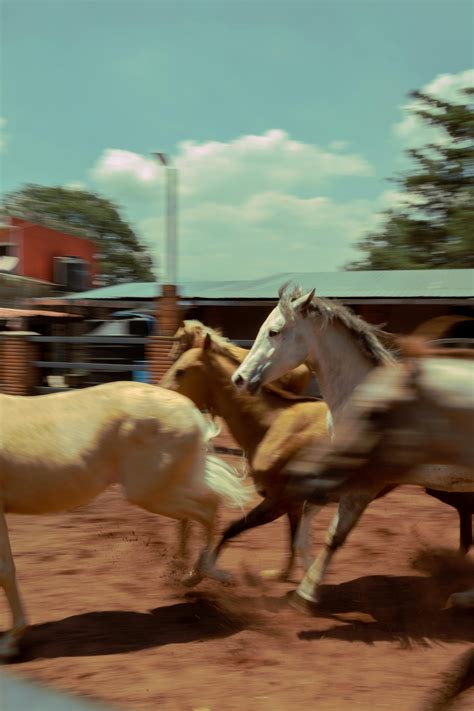 Photo of Horses Galloping · Free Stock Photo