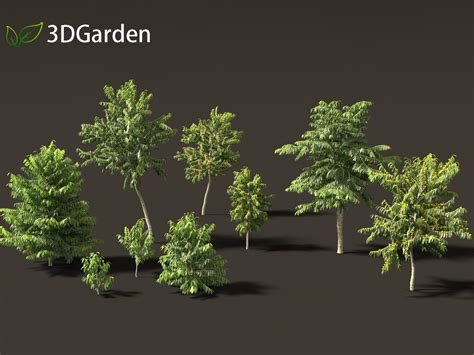 cananga odorata ylang ylang tree 8