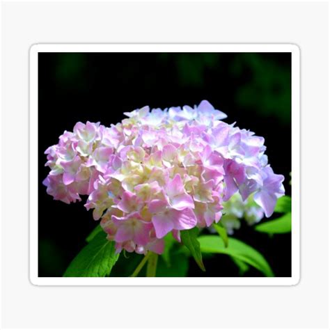 Romantic Pink And Blue Hydrangeas Purple Pink Floral Yellow