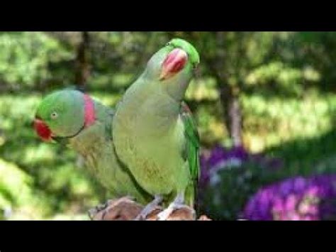 Alhadullillah Raw Parrot Pair Ney 2nd Cluch K Anday Laiy Kerna Shuru