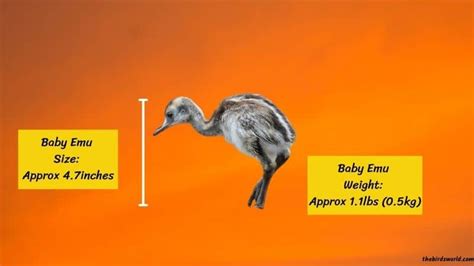 Emu Size Explained: Comparison With Ostrich & Human