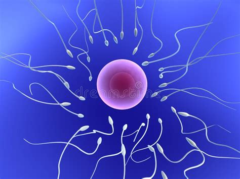 Human Egg With Sperm Stock Illustration Illustration Of Insemination