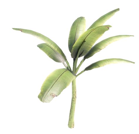 Japanese fiber banana tree revit family | Thousands of free CAD blocks