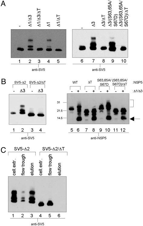 The C Terminal Tail Is Required For Substrate And Activator Functions