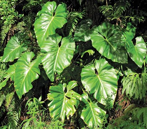 Philodendron Description Major Species And Facts Britannica