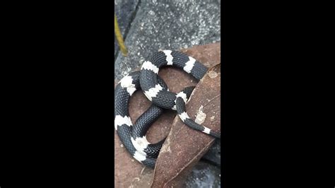 Sri Lankan Wolf Snake Daara Radanakaya Youtube