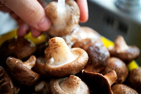 Hedgehog Mushroom Recipes – How to Use Them? - Mushroom Site