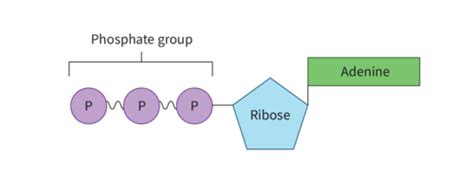 C Cell Respiration Flashcards Quizlet