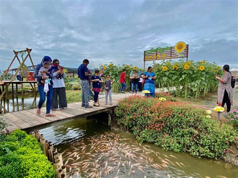 Sunflower Garden Di Bagan Datuk Jadi Syurga Peminat Bunga Matahari