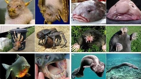 Increíbles animales más raros del planeta que quizás no conocías