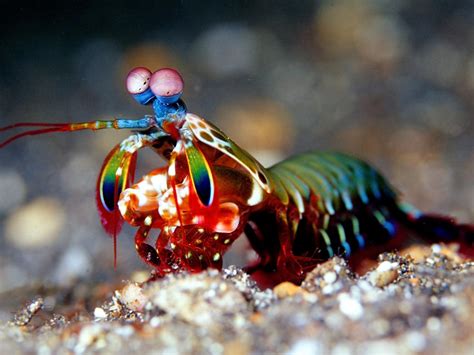 Peacock Mantis Shrimp Punch Video