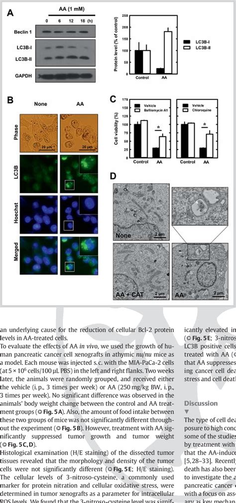 Aa Induces Autophagy In Mia Paca 2 Cells A Mia Paca 2 Cells Were