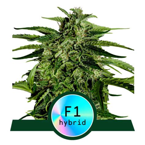 Autoflower Seeds For Sale Autoflower Cannabis Seeds Buy Autoflower