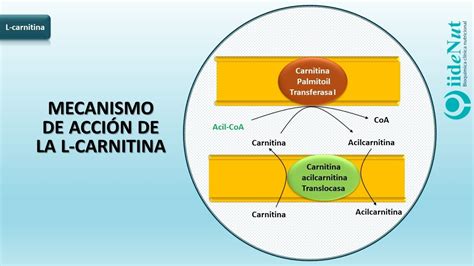 Mecanismo de acción de la L carnitina YouTube