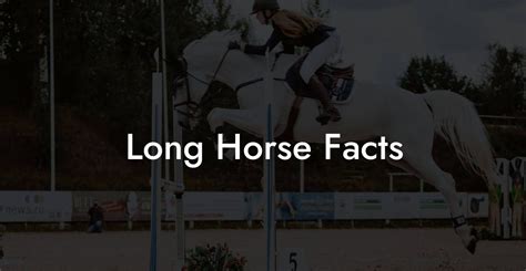 Long Horse Facts - How To Own a Horse