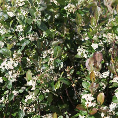 Buy Aronia X Prunifolia Viking Chokeberry Hardy Shrub Spring Summer