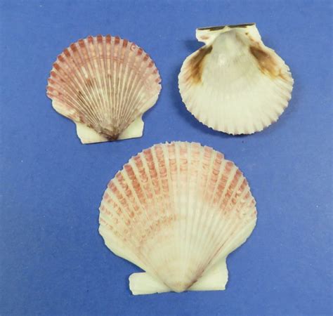 Wholesale Pecten Purpuratus Shells Purple Scallop