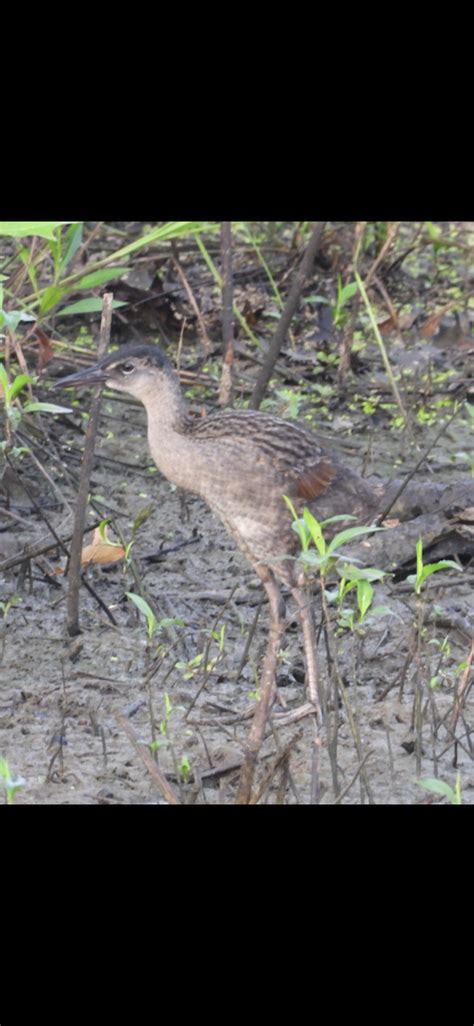 Ebird Checklist 6 Aug 2019 Cane Ridge Wma 19 Species