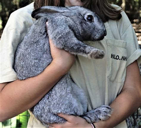 Flemish Giant Rabbits For Sale Sarasota FL 359776