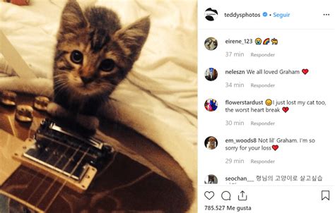 Ed Sheeran Est De Luto Tras La Muerte De Su Gatito Graham