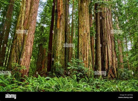 Forest Of Large Redwood Trees In California Stock Photo Alamy