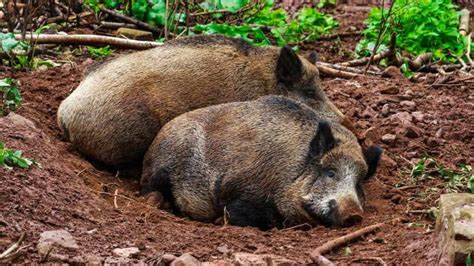 Wo Leben Wildschweine Waldpedia De