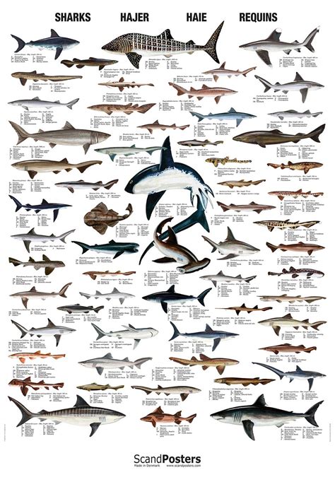 Shark Poster Beautiful Chart With 60 Different Sharks Species Of