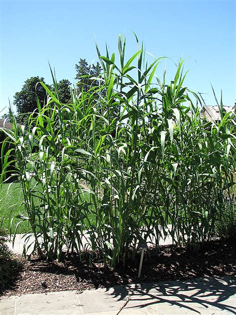 Giant Reed Grass Arundo Donax In Long Island Westbury Nassau County Jericho Mineola New York