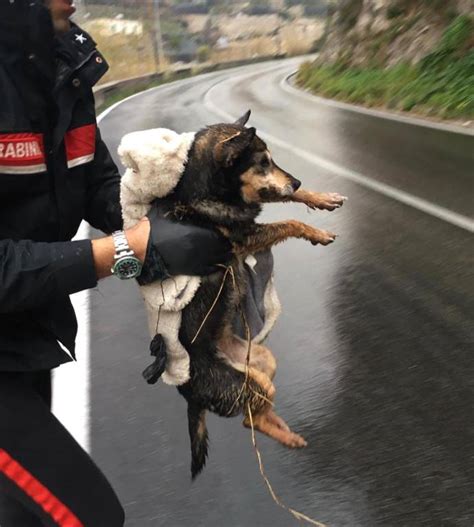 Maiori Cane Investito E Buttato In Burrone Salvato Da Volontaria Enpa