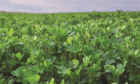 Maximize Alfalfa Leaf Retention By Raking Makin Hay