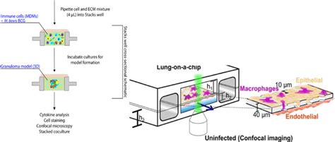 3d Organ On A Chip Models For Mtb Interaction With Lung Tissue Left