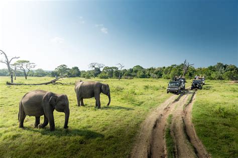 Safari Dans Le Parc National D Udawalawe Depuis Mirissa