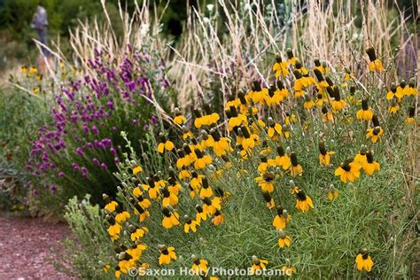 Holt 816 0709 Tif PhotoBotanic Stock Photography Garden Library