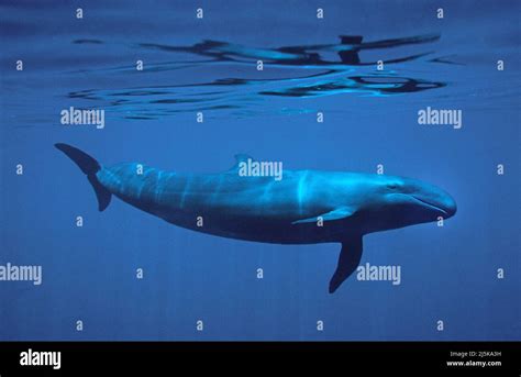 Melone Headed Whale Hi Res Stock Photography And Images Alamy