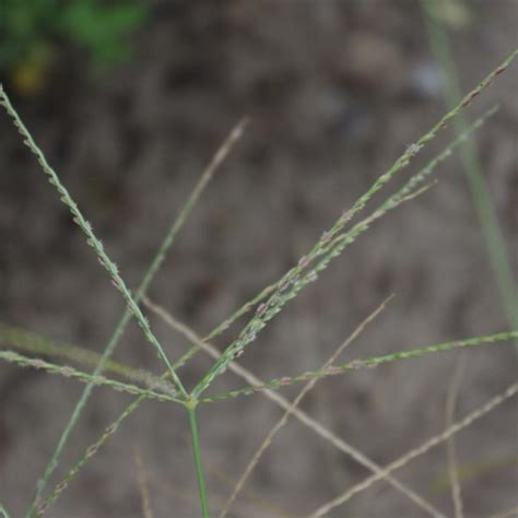 Grass And Sedges Mrec Uf Ifas University Of Florida Institute Of