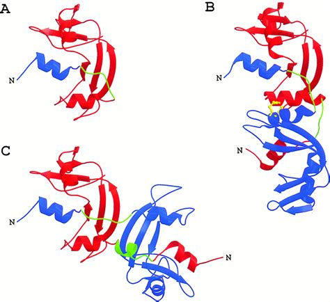 The Crystal Structure Of A D Domain Swapped Dimer Of Rnase A At A