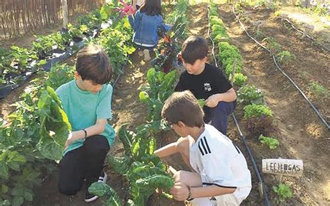 Huertos Escolares Como Herramienta Educativa Y De Compromiso Ambiental